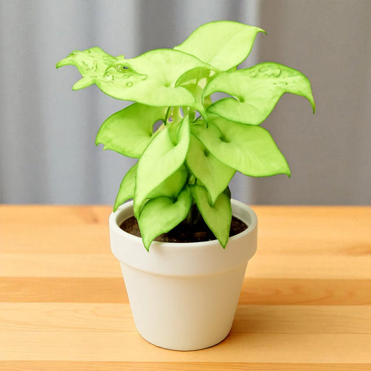 Syngonium Big White Saplings