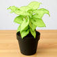 Syngonium Big White Saplings