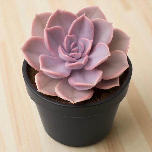 Echeveria 'Perle von Nürnberg' (Bare Rooted)