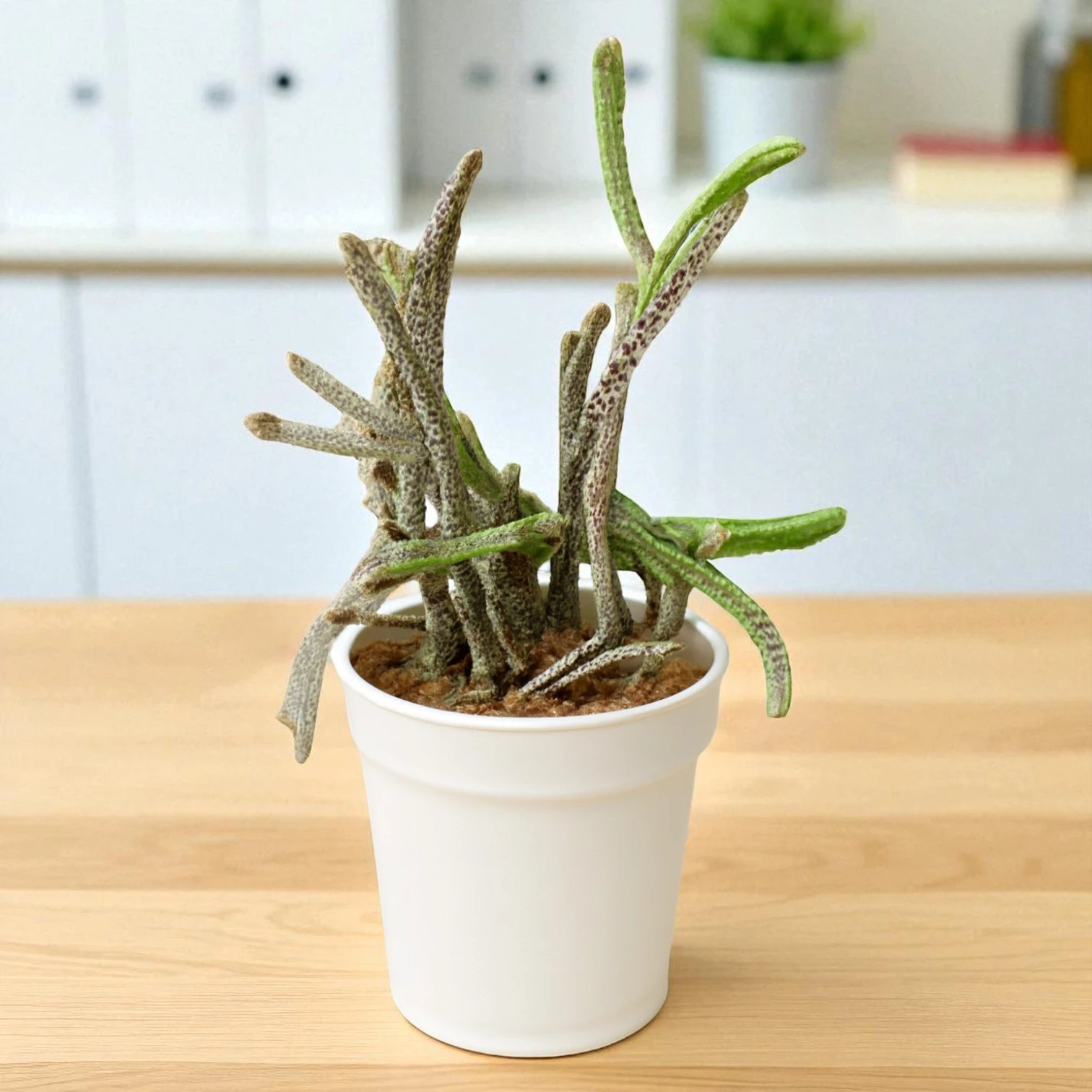 Brown Crasulla Princess Pine (Bare Rooted)