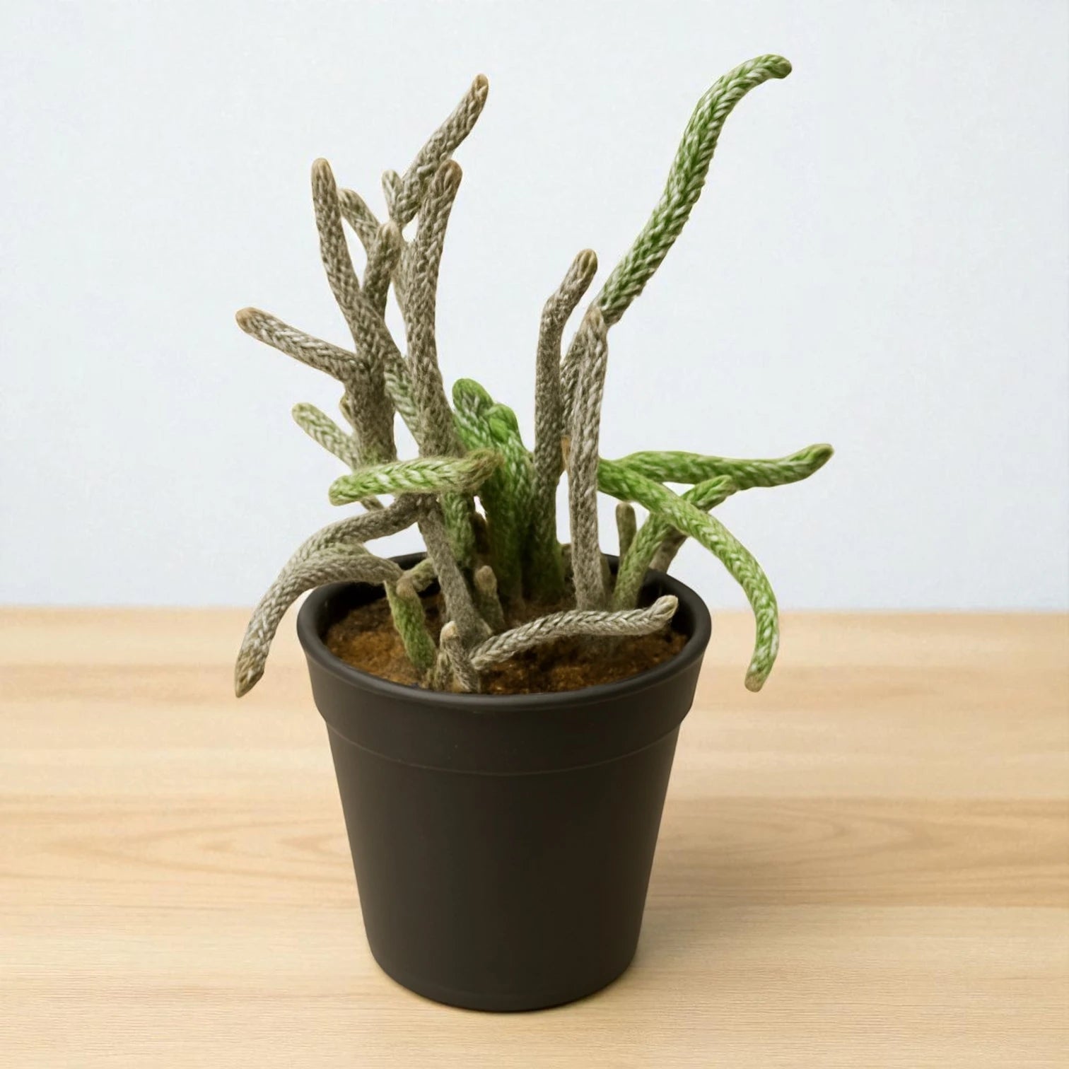 Brown Crasulla Princess Pine (Bare Rooted)