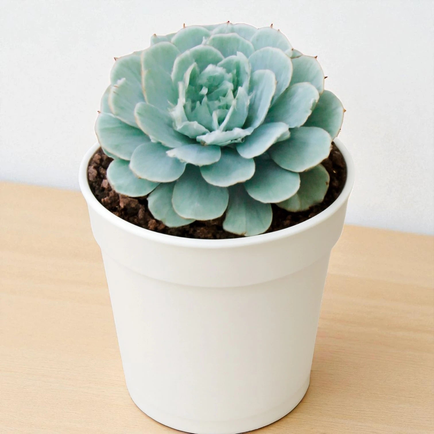 succulent e Echeveria Esther – For Succulent Enthusiasts