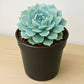 Echeveria Esther (Bare Rooted)