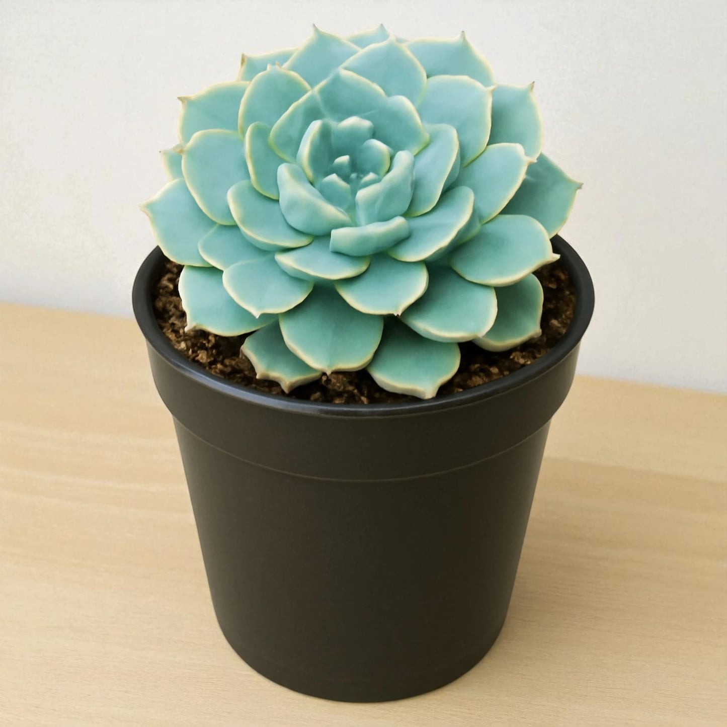Echeveria Esther (Bare Rooted)