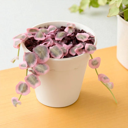 Ceropegia woodii (String Of Heart)