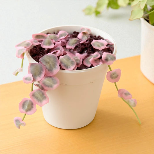 Ceropegia woodii (String Of Heart)