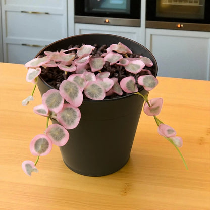 Ceropegia woodii (String Of Heart)