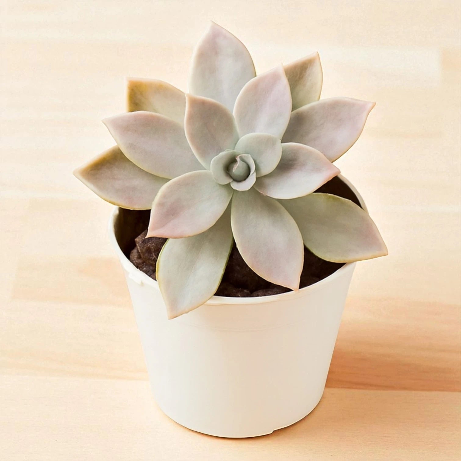 Graptopetalum paraguayense "Ghost Plant"