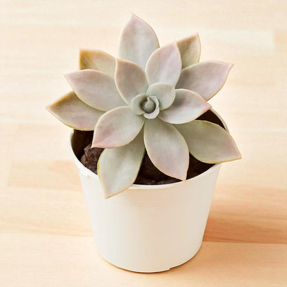 Graptopetalum superbum