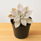 Graptopetalum superbum