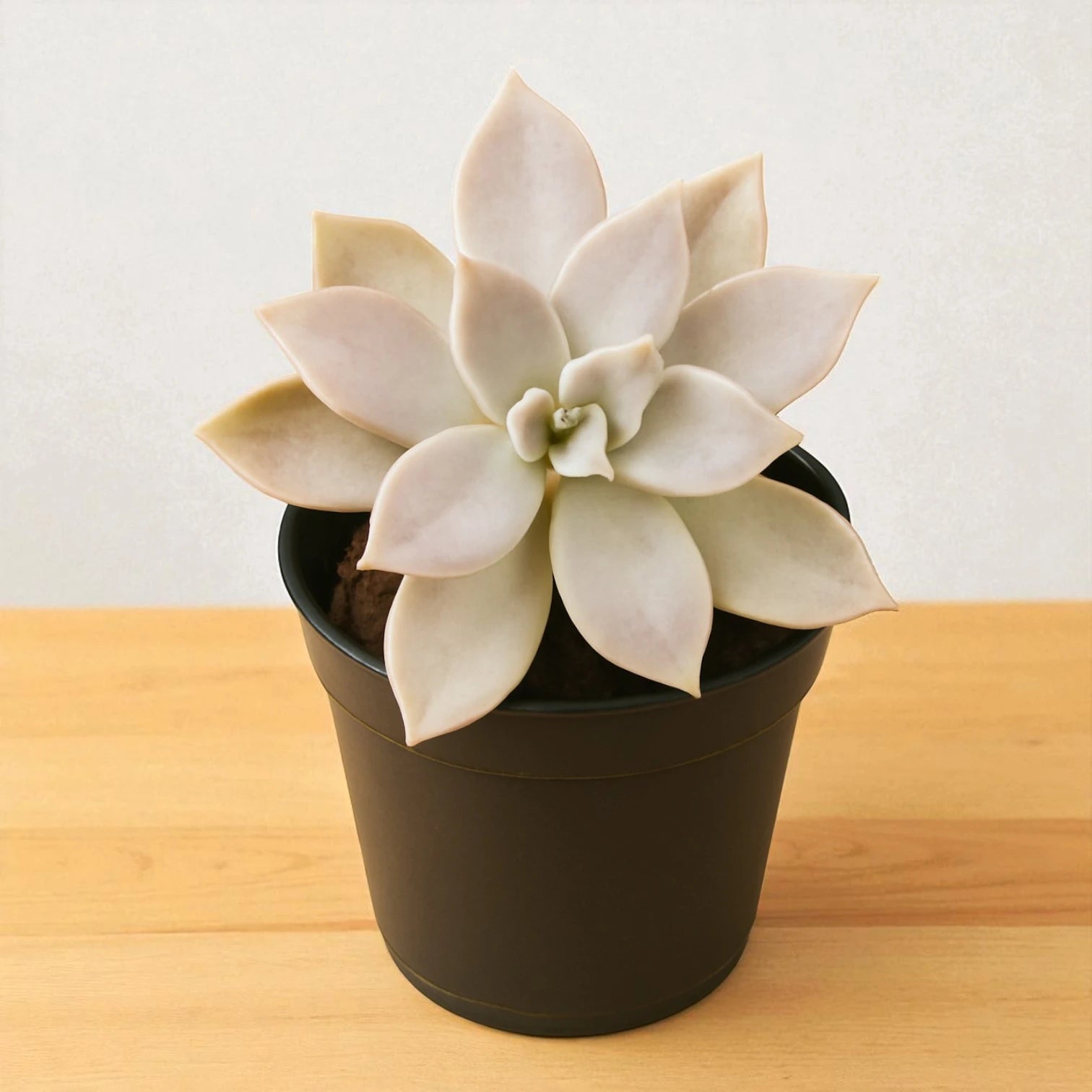 Graptopetalum paraguayense "Ghost Plant"