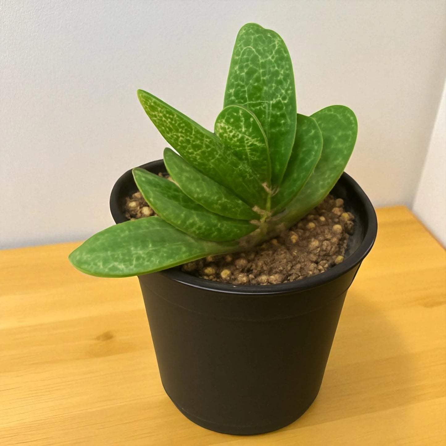 Gastaria (Bare Rooted)