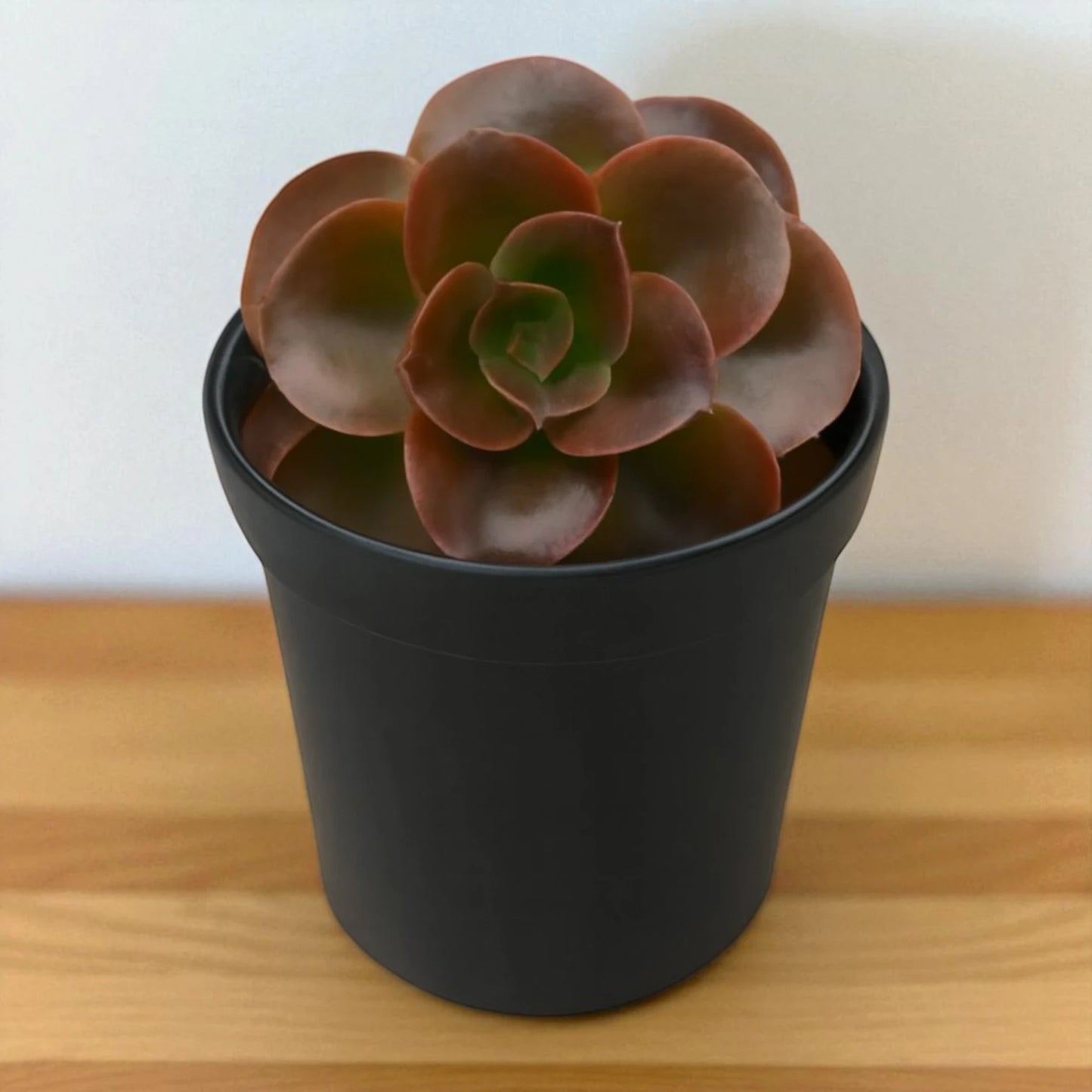 Echeveria Melaco (Bare Rooted)