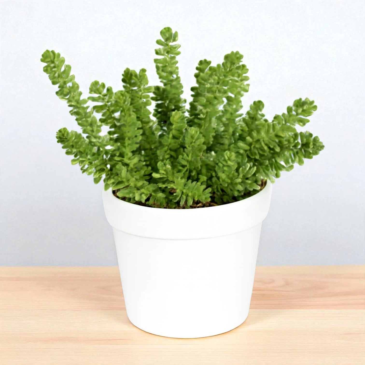 Green cut Chain Grass (Bare Rooted)