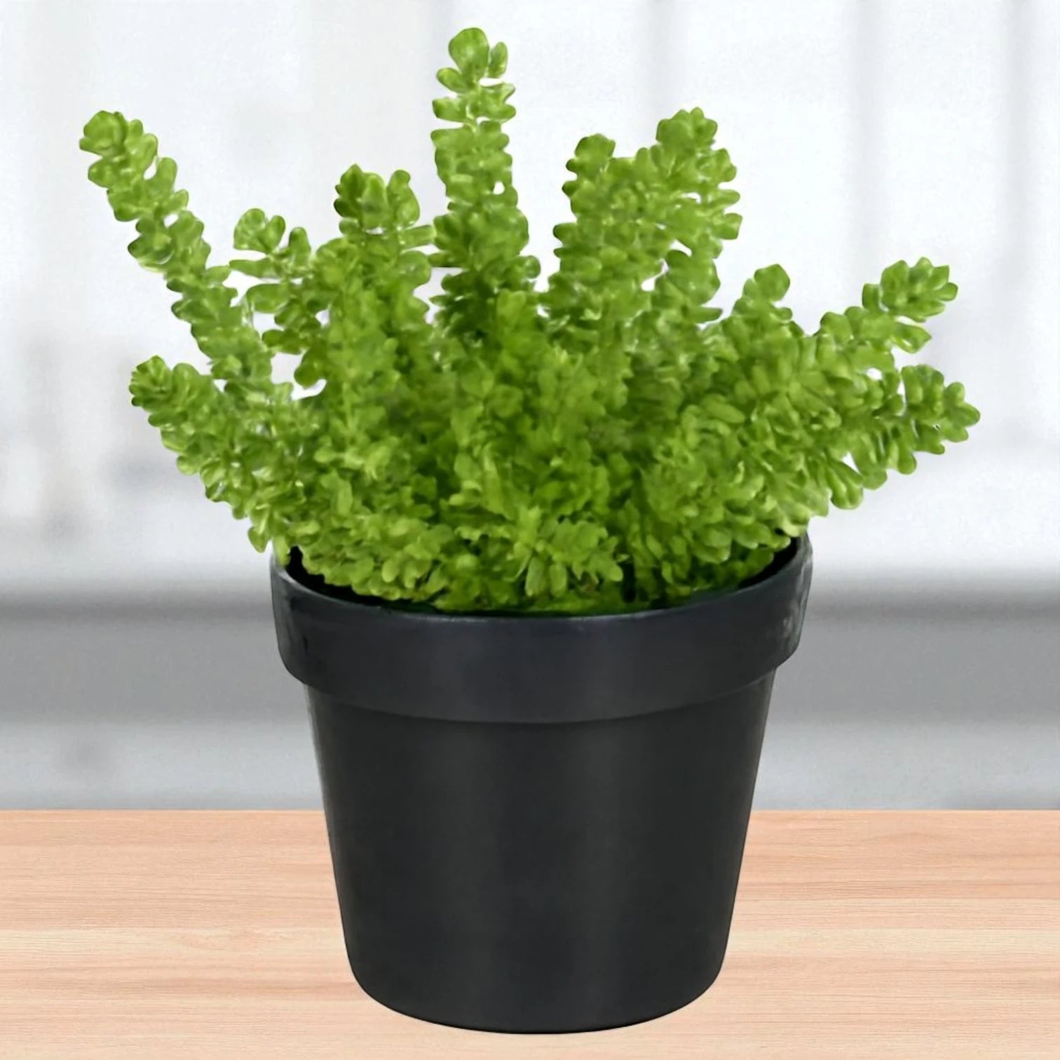 Green cut Chain Grass (Bare Rooted)