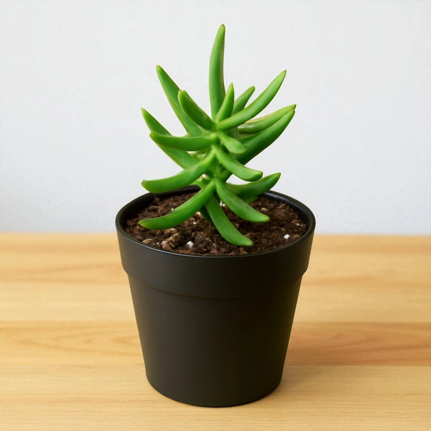 Baby Crassulla Tetragona