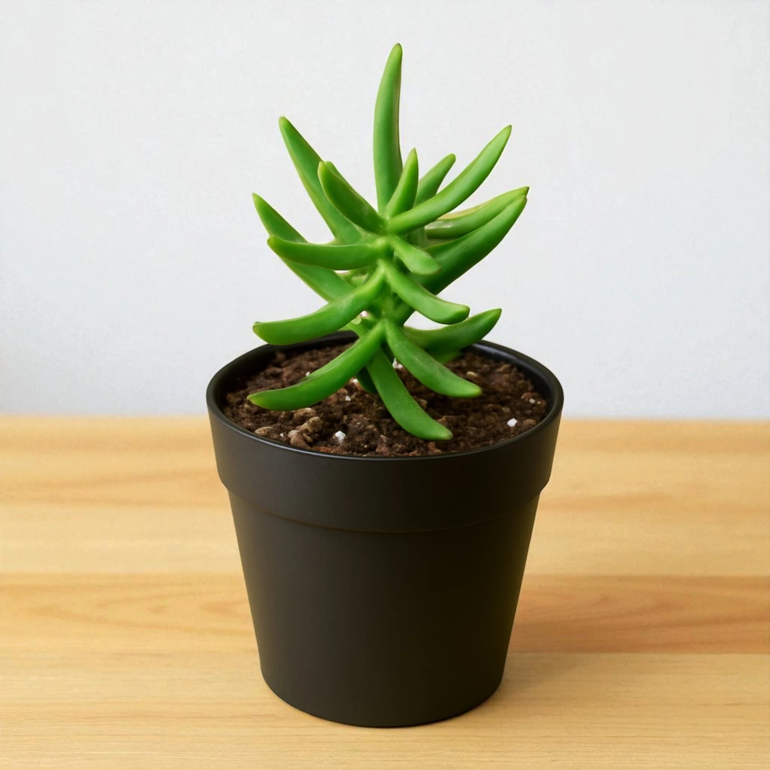 Baby Crassulla Tetragona