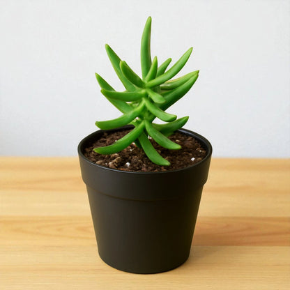 Baby Crassulla Tetragona