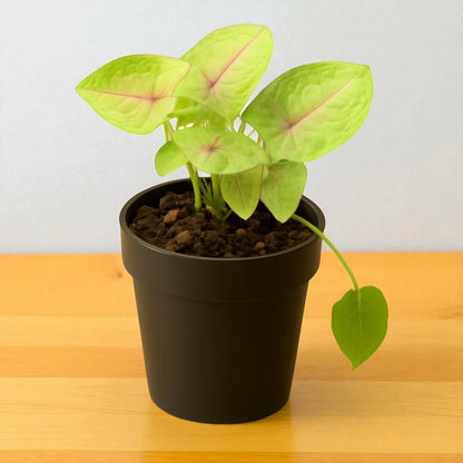 Syngonium Golden Net Pot