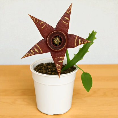 succulent that looks like a star Orbea Halipedicola – Unique Purple Bloom Succulent – Plant Orbit