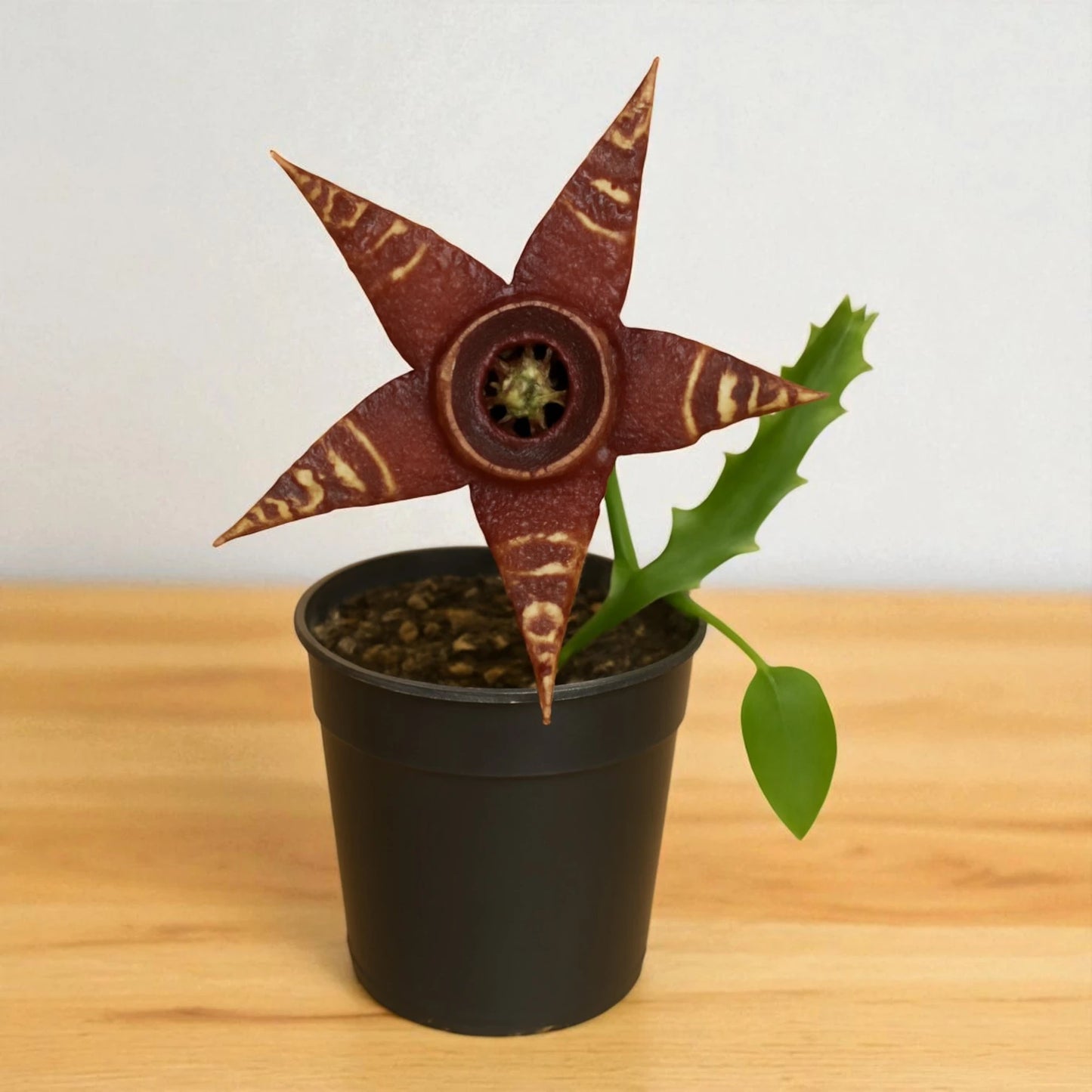 Orbea Halipedicola (Bare Rooted)
