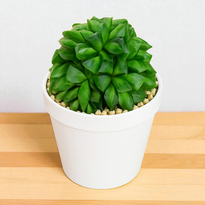 Haworthia Pygmea (Bare Rooted)