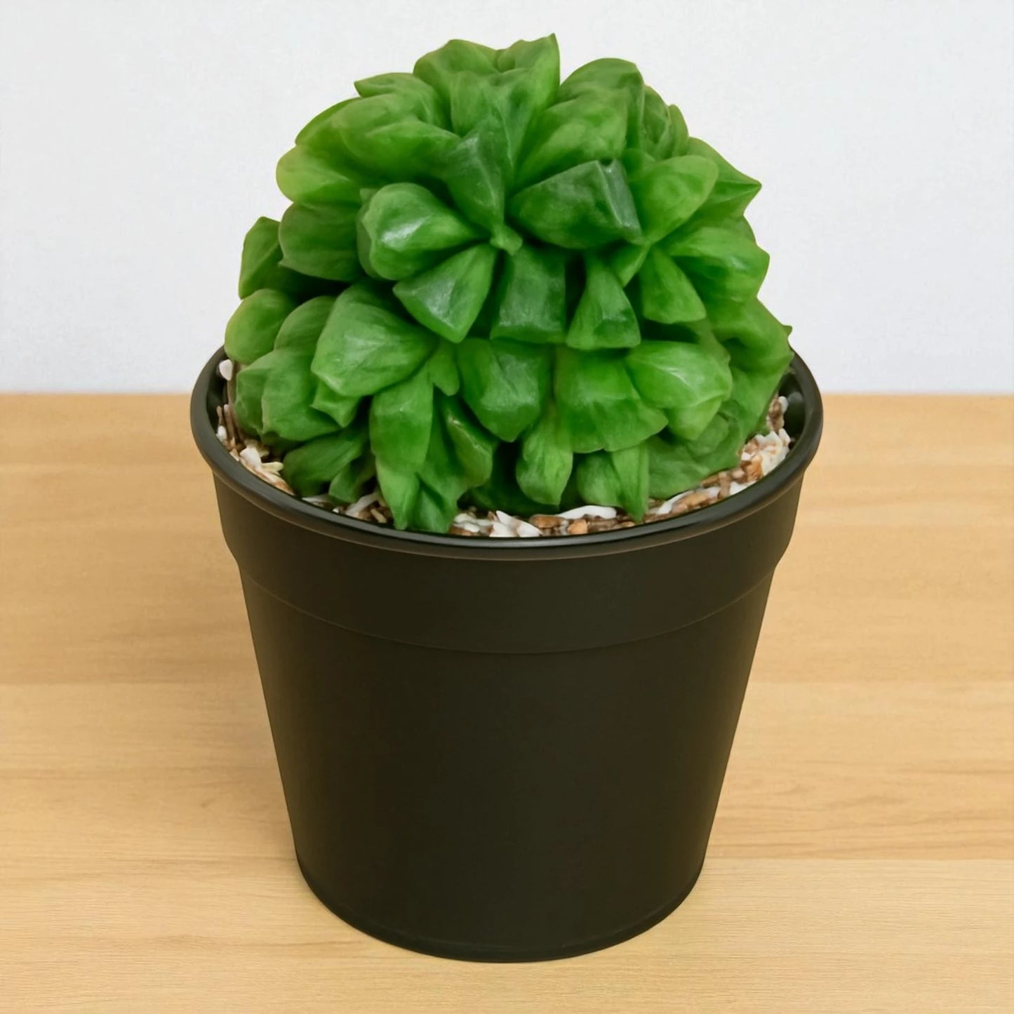 Haworthia Pygmea (Bare Rooted)