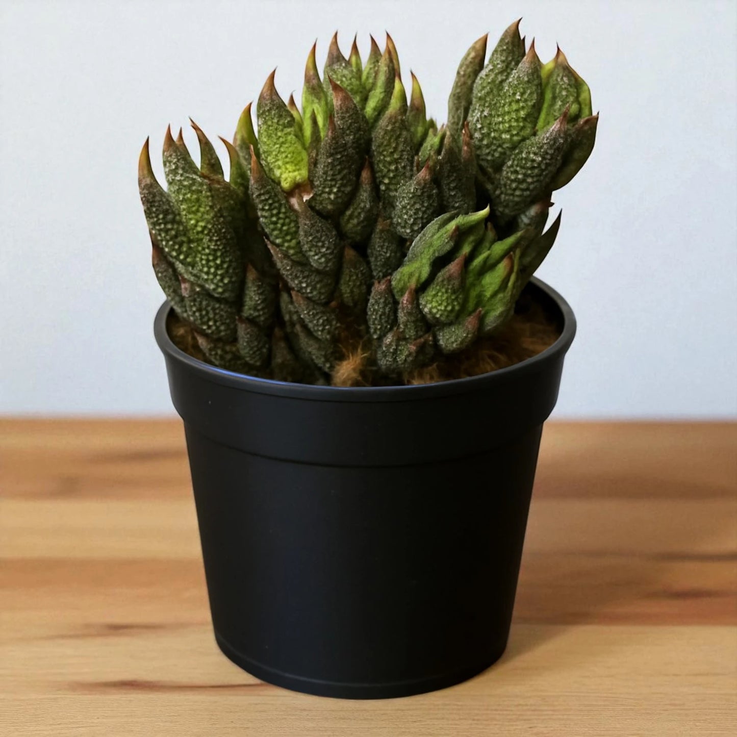 Haworthia Reinwardtii (Bare Rooted)