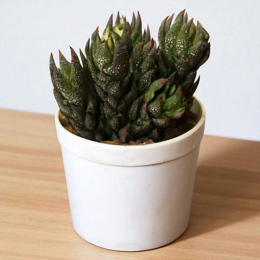 Haworthia Reinwardtii (Bare Rooted)