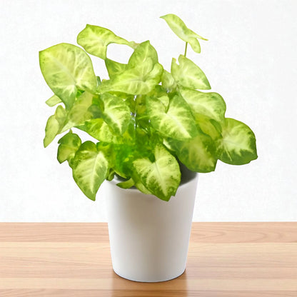 Syngonium pixie Saplings