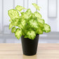 Syngonium pixie Saplings