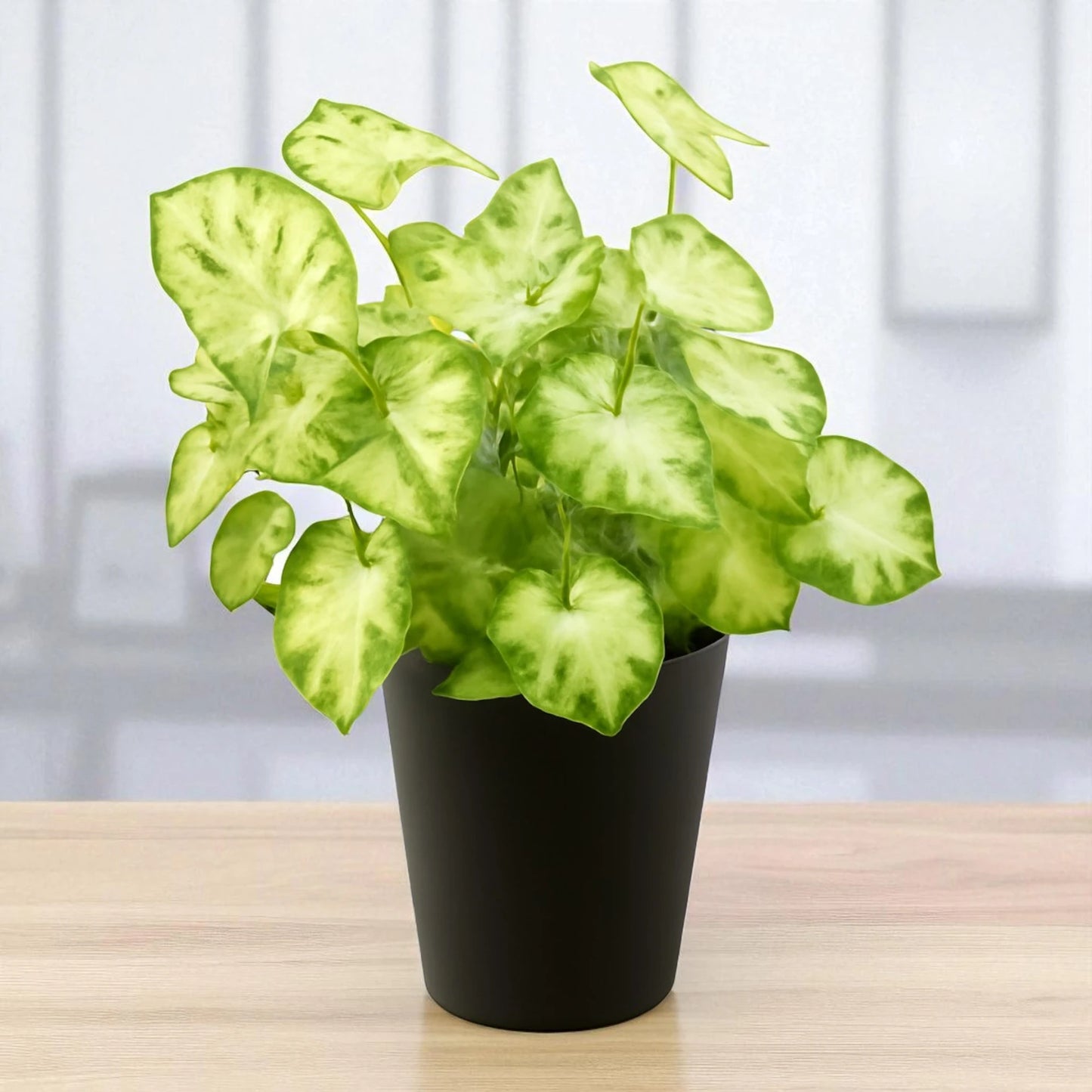 Syngonium pixie Saplings
