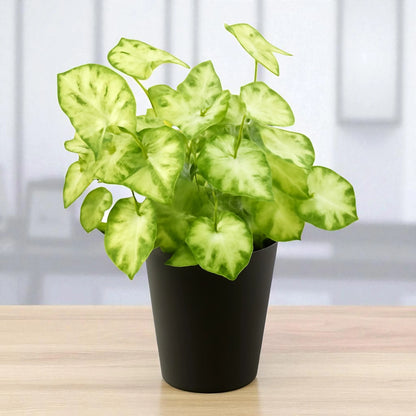 Syngonium pixie Saplings
