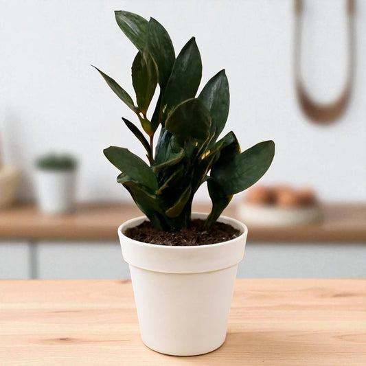 Black Zamiya Plant