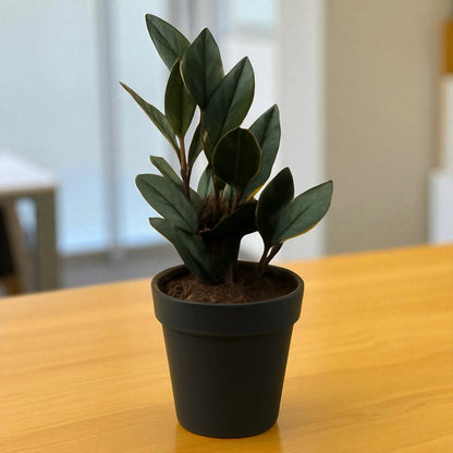 Black Zamiya Plant