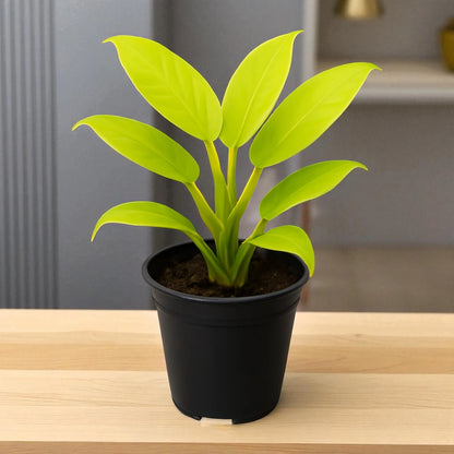 philodendron ceylon gold scientific name Philodendron Ceylon Gold in 2-Inch Net Pot – Plant Orbit