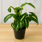 Syngonium Wendlandii Green Velvet net pot