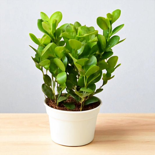 Moklam Ficus Sapling