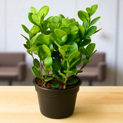 Moklam Ficus Sapling