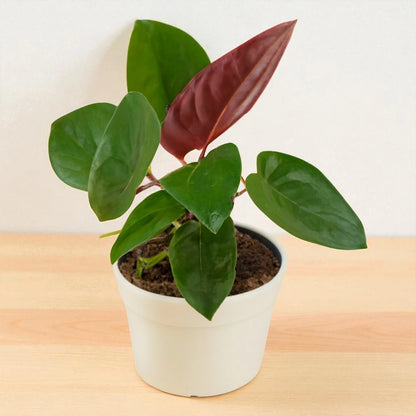 Black Money Plant Sapling