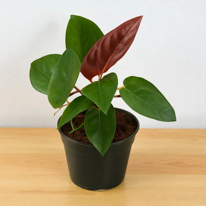 Black Money Plant Sapling