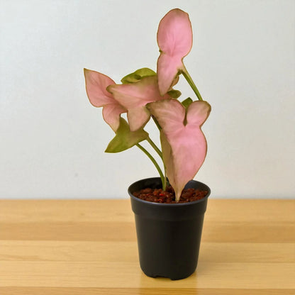 Syngonium Pink Schott