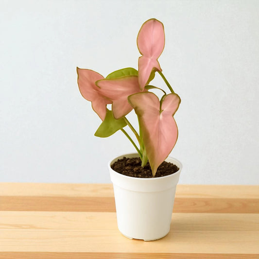 Syngonium Pink Schott
