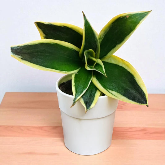 Sansevieria trifasciata 'Golden Hahnii'(Snake Plant) Bare Rooted
