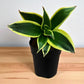 Sansevieria trifasciata 'Golden Hahnii'(Snake Plant) Bare Rooted