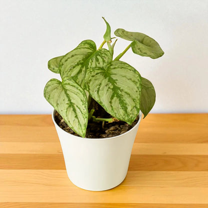 philodendron brandtianum vs scindapsus Philodendron Brandtianum Online – Plant Orbit