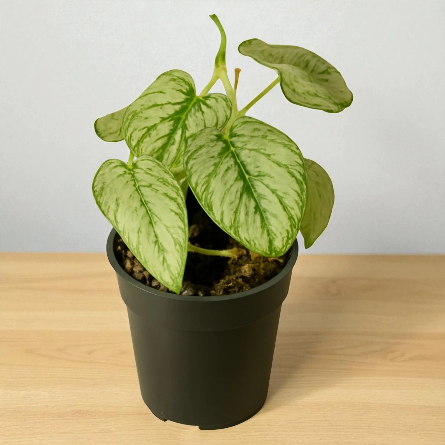 philodendron branditanum greeneryunlimited.co Philodendron Brandtianum Online – Plant Orbit