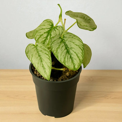 philodendron brandtianum buy Philodendron Brandtianum Online – Plant Orbit