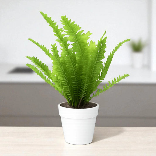 Golden Fern Plant