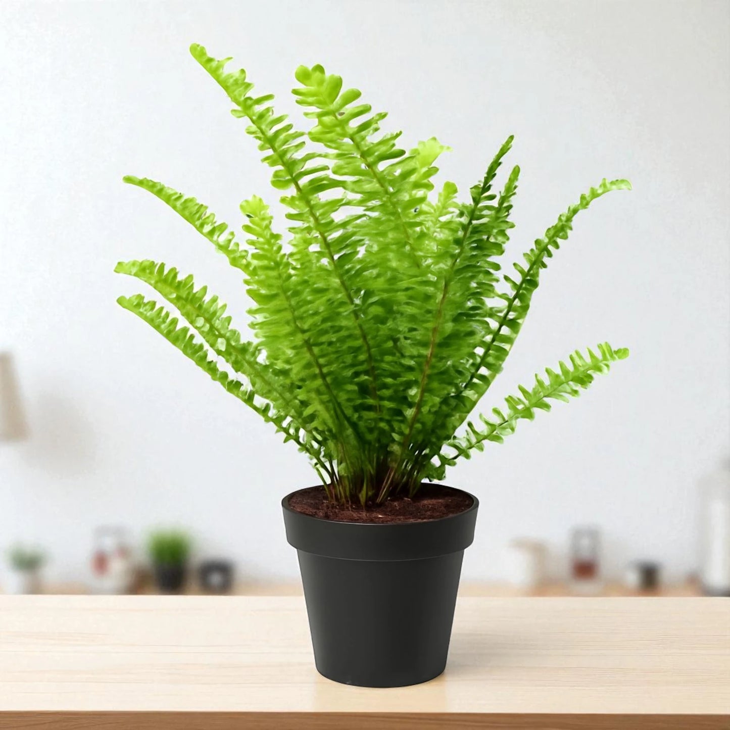 Golden Fern Plant